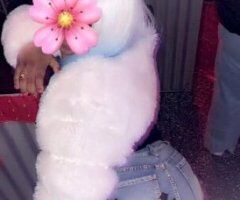 can i get my 🐱 sucked on SweetNess OverLoad🍾🎉 CUM SEE ME💦😻Outcall/Incall - Image 2