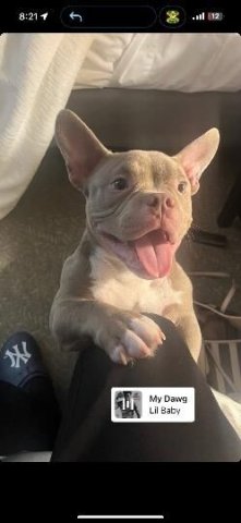 7 Month old EXOTIC MICRO BULLY FS🐶🐾 The Breadwinner - 1