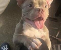 New York City escorts - 7 Month old EXOTIC MICRO BULLY FS🐶🐾 The Breadwinner