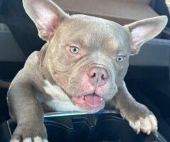 7 Month old EXOTIC MICRO BULLY FS🐶🐾 The Breadwinner - Image 2