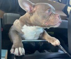 7 Month old EXOTIC MICRO BULLY FS🐶🐾 The Breadwinner - Image 3
