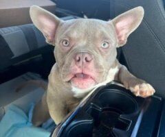 7 Month old EXOTIC MICRO BULLY FS🐶🐾 The Breadwinner - Image 4