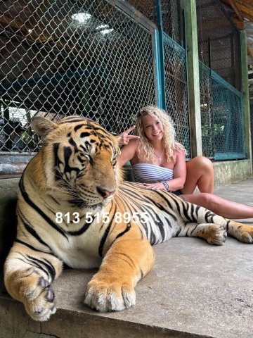 🐅🐅The Sexy Tiger Queen Never Asks For A Deposit On Incall 🐅🐅🍀☘ - 51 - 1