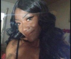 two chocolate kittens moving to Orangeburg let's play - 27 - Image 2