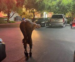 Phoenix Female Escort — Curvy Outcalls (Deposit + WhatsApp/Texts) - Image 2