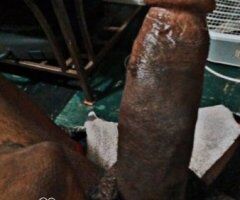 Chicago Male Escort — Straight BBC Looking for a Sexy Lady or Cool Couple - Image 4