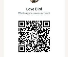 Clarksville escorts - Clarksville Female Escort — Fetish-Friendly Text/WhatsApp & In/Outcall