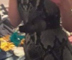St. Louis Female Escort — Tomorrow around 5pm, serious inquiries - Image 6