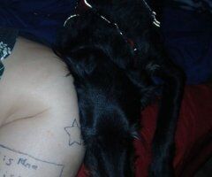 Help for My 2-Year-Old Irish Wolfhound Mix (Vet Needed) - Image 4
