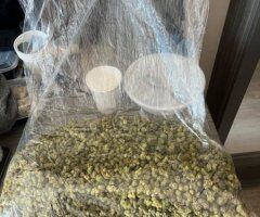 if u need weed🍃HMU.... incalls & Outcalls📲 - Image 5