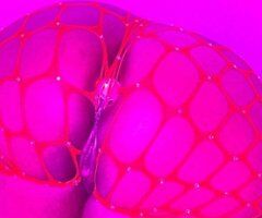 African Cinderella — Female Escort in Louisville, KY (Video Verification) - Image 5