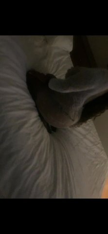 Eastern North Carolina Female Escort — Slutty Saturday - 1