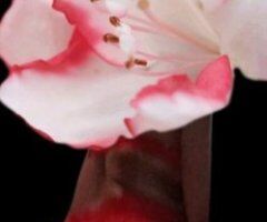 Louisville KY Female Escort — Curvy, thick curves & pretty face - Image 3